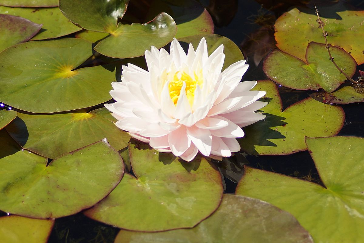 Nymphaea Hybride 'Gloire du Temple sur Lot' - Seerose