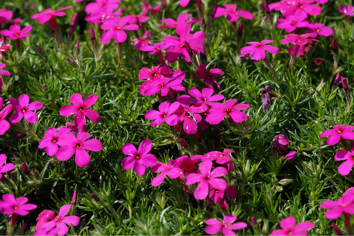 Phlox Douglasii-Hybr. 'Crackerjack' - Polster-Flammenblume