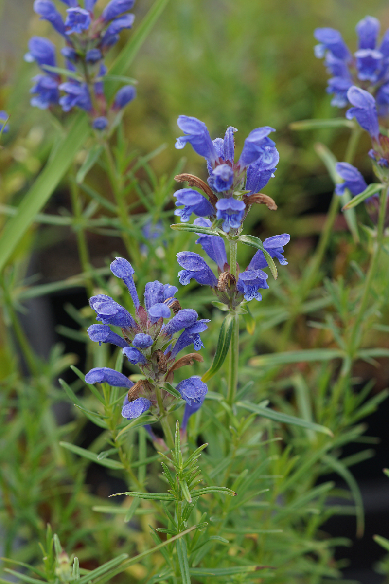 Dracocephalum ruyschiana