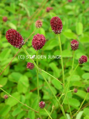 Sanguisorba officinalis 'Red Thunder' - Wiesenknopf