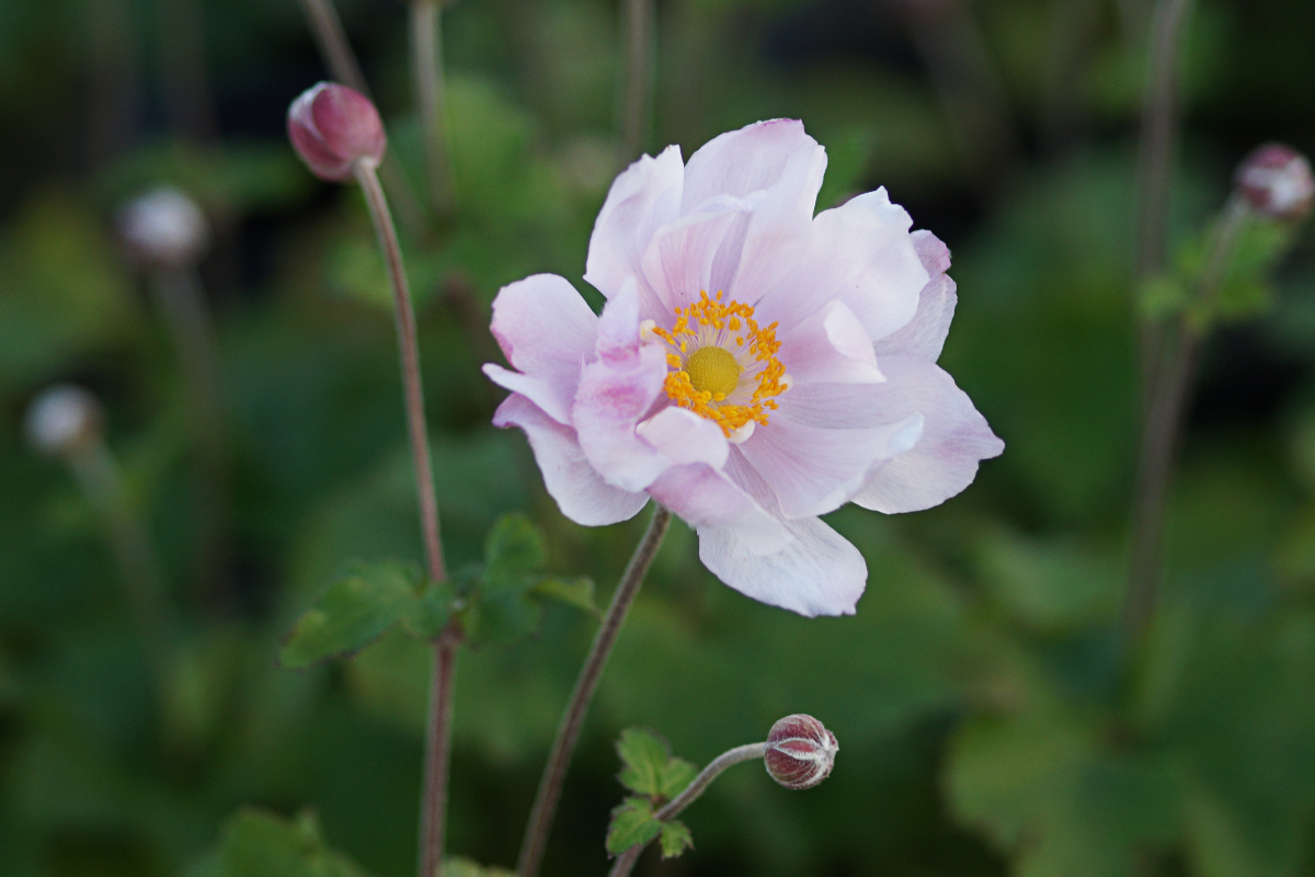 Anemone Japonica-Hybr. 'Königin Charlotte'