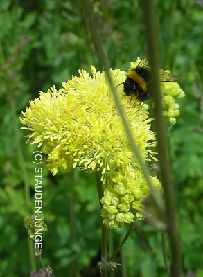 Thalictrum flavum ssp. glaucum