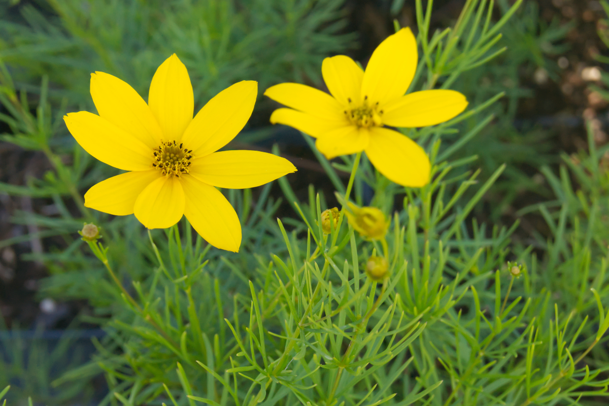 Coreopsis verticillata 'Zagreb'