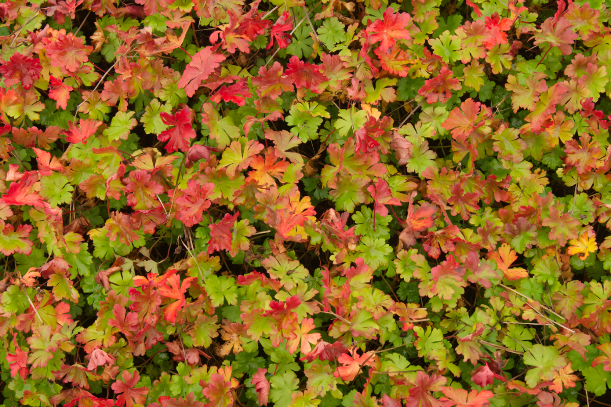 Geranium x cantabrigiense 'Berggarten'