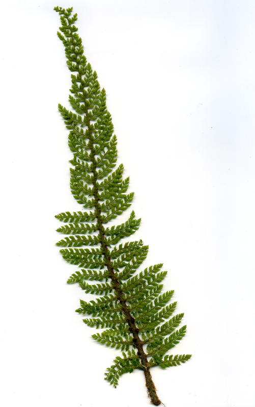 Polystichum setiferum 'Proliferum Gracile' veg. -