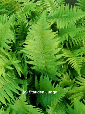 Dryopteris filix-mas gen.