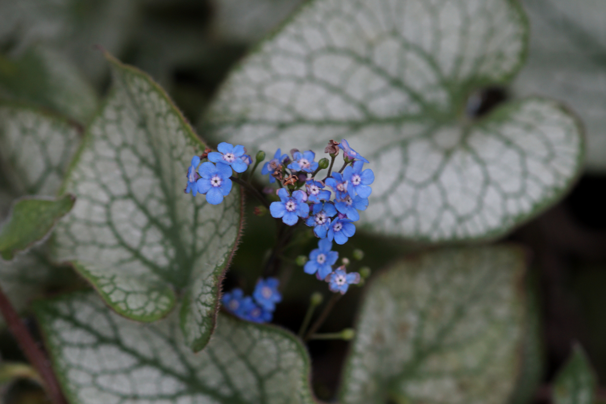 Brunnera macrophylla 'Jack Frost' (R) - Kaukasus-Vergißmeinnicht