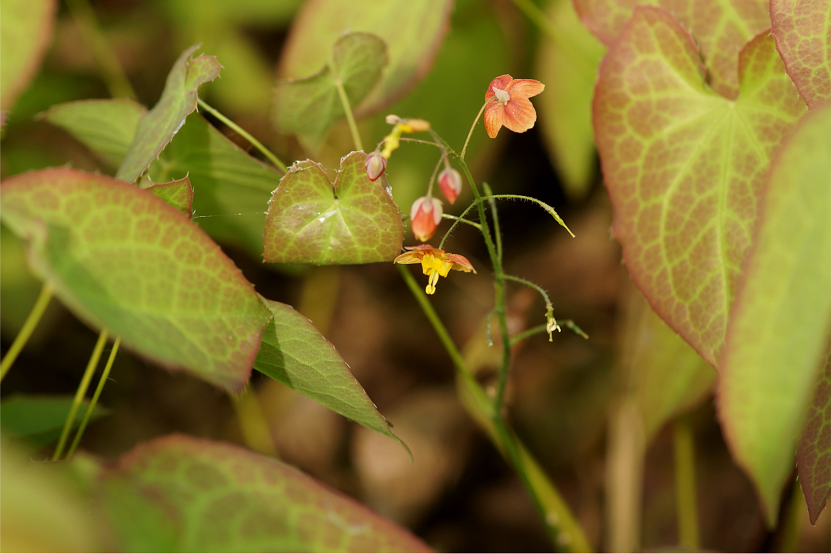 Epimedium x warleyense 'Orange Königin' - Elfenblume