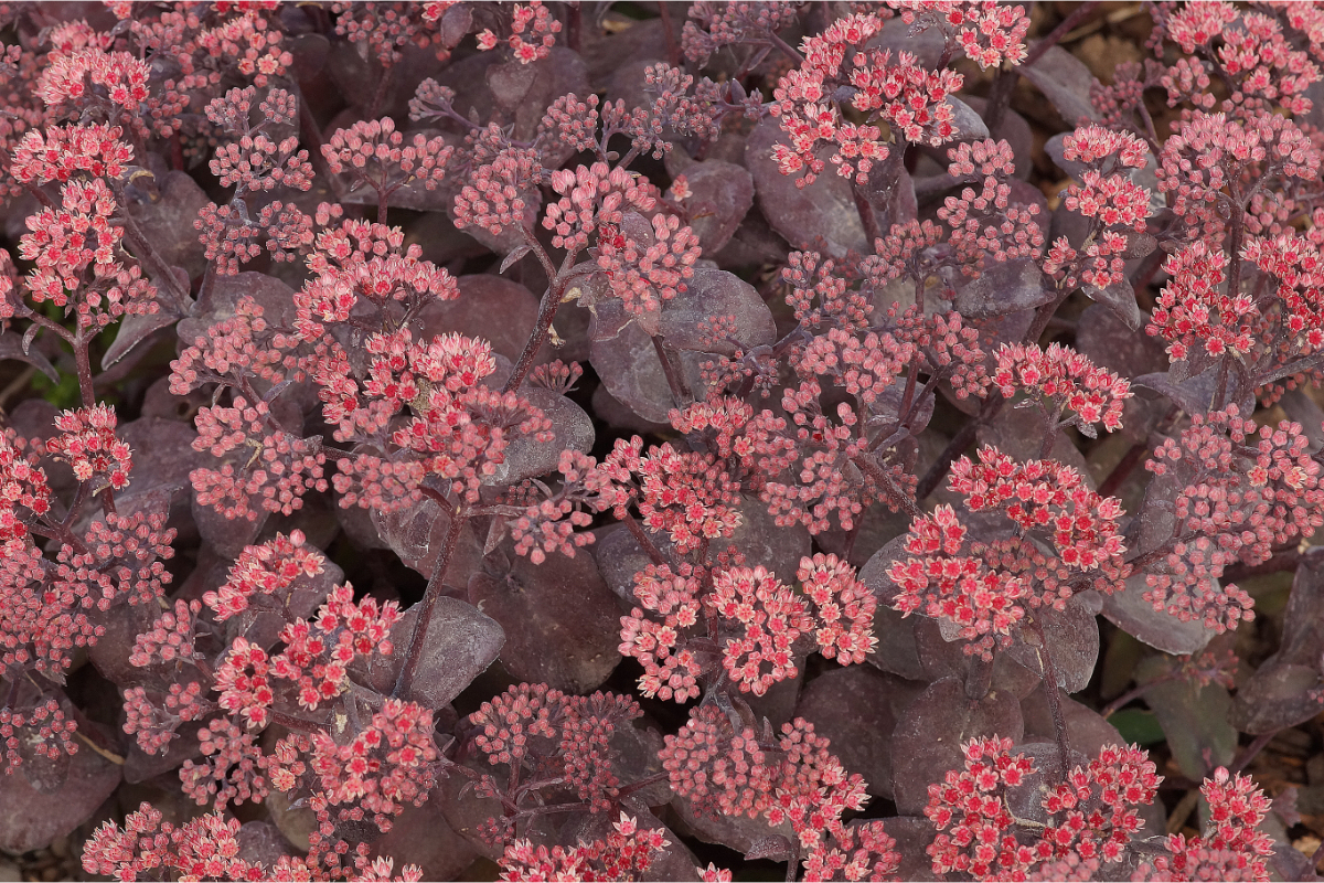 Sedum Hybride 'Karfunkelstein' - Fetthenne