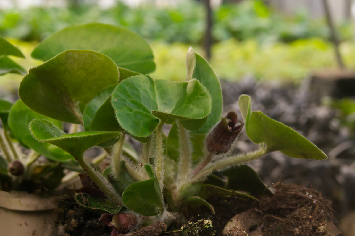 Asarum europaeum