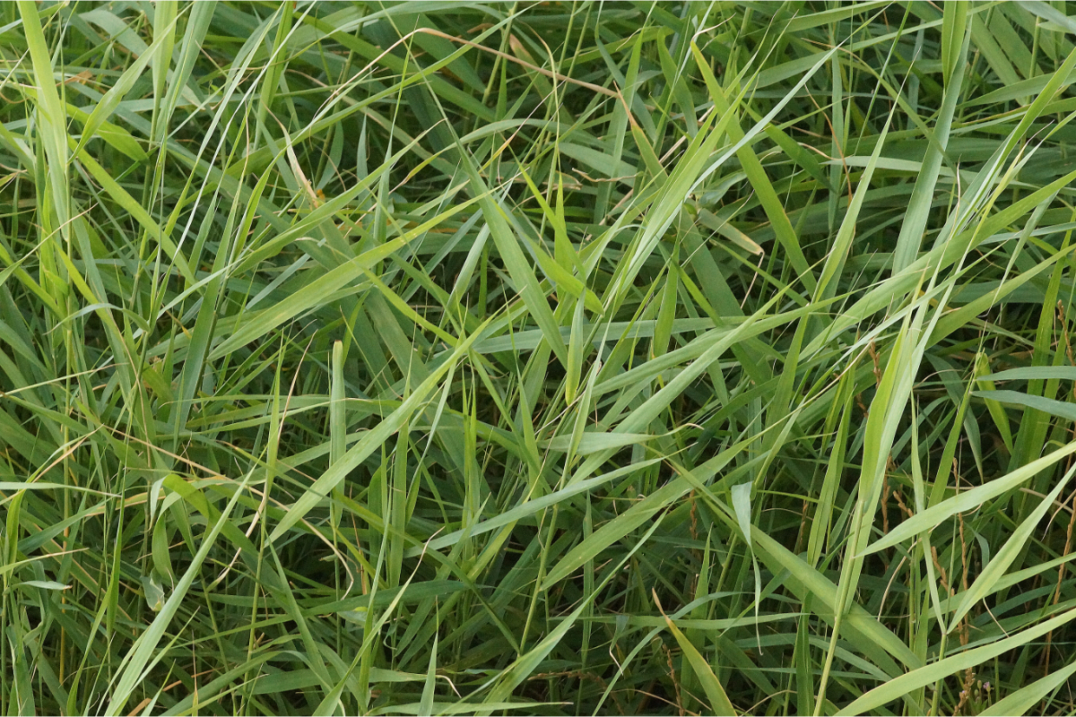 Phragmites australis - Schilf