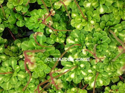Saxifraga cuneifolia 'Variegata'