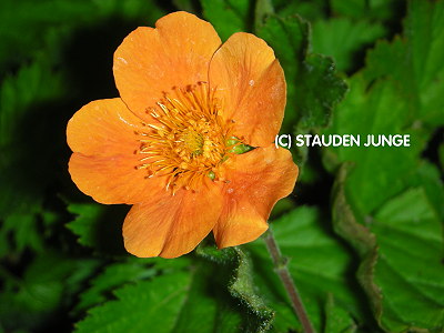 Geum coccineum 'Borisii'