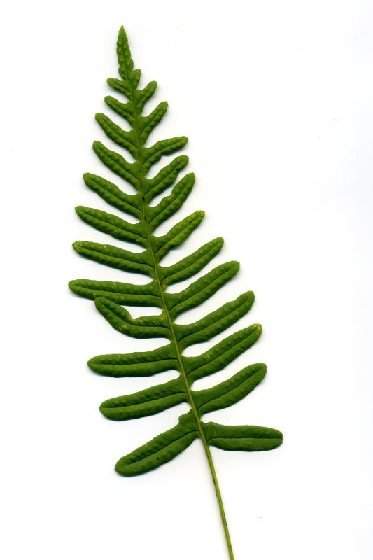 Polypodium vulgare gen.
