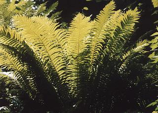 Matteuccia struthiopteris gen.