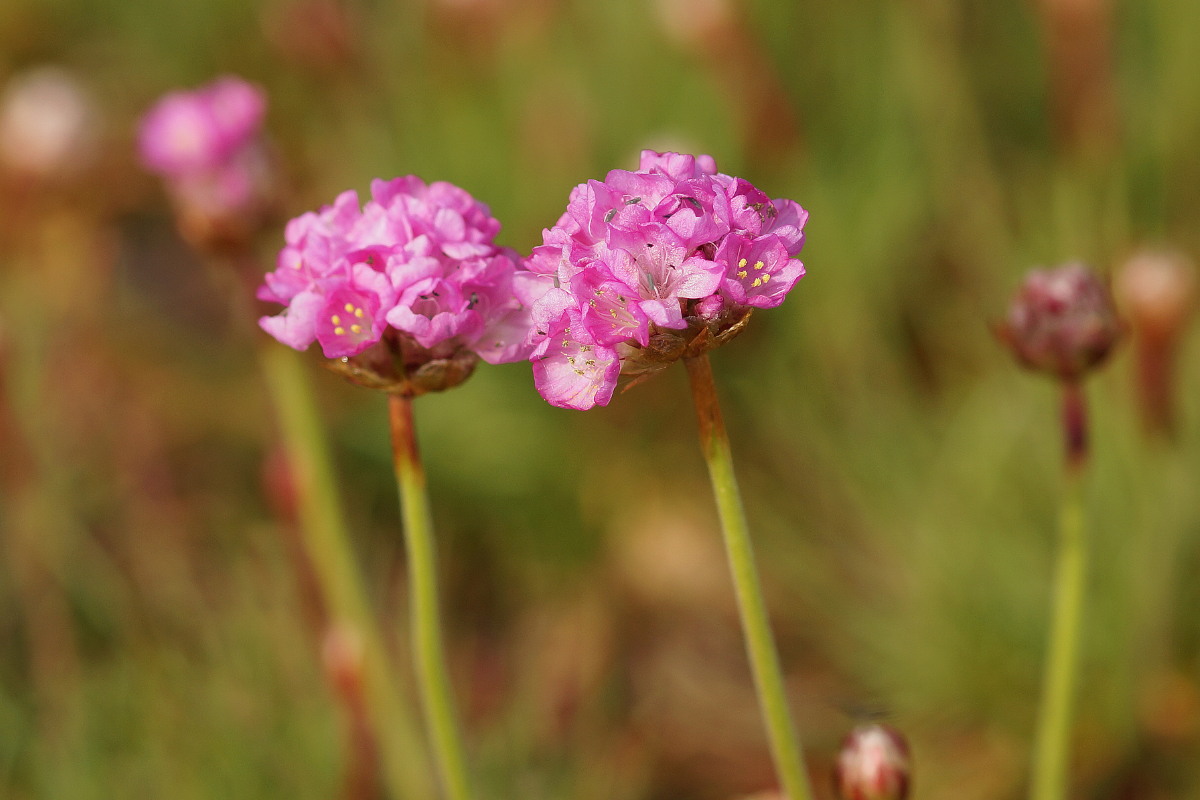 Armeria maritima 'Splendens'