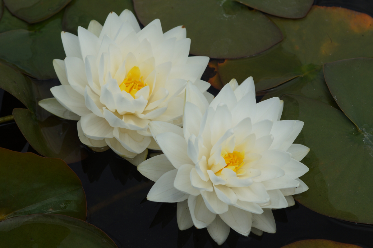 Nymphaea Hybride 'Gonnere' ('Snowball','Christal White')
