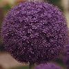 Allium giganteum - Riesenlauch