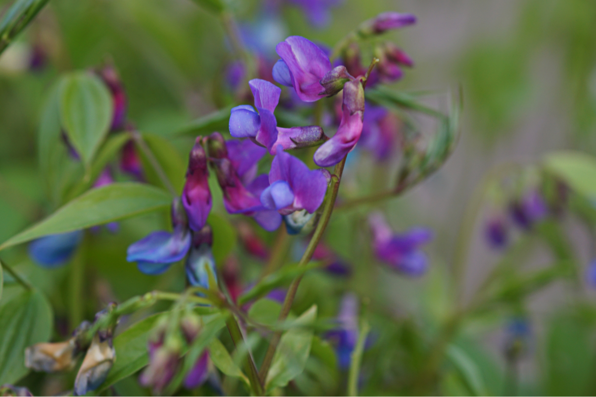 Lathyrus vernus - Frühlings-Platterbse