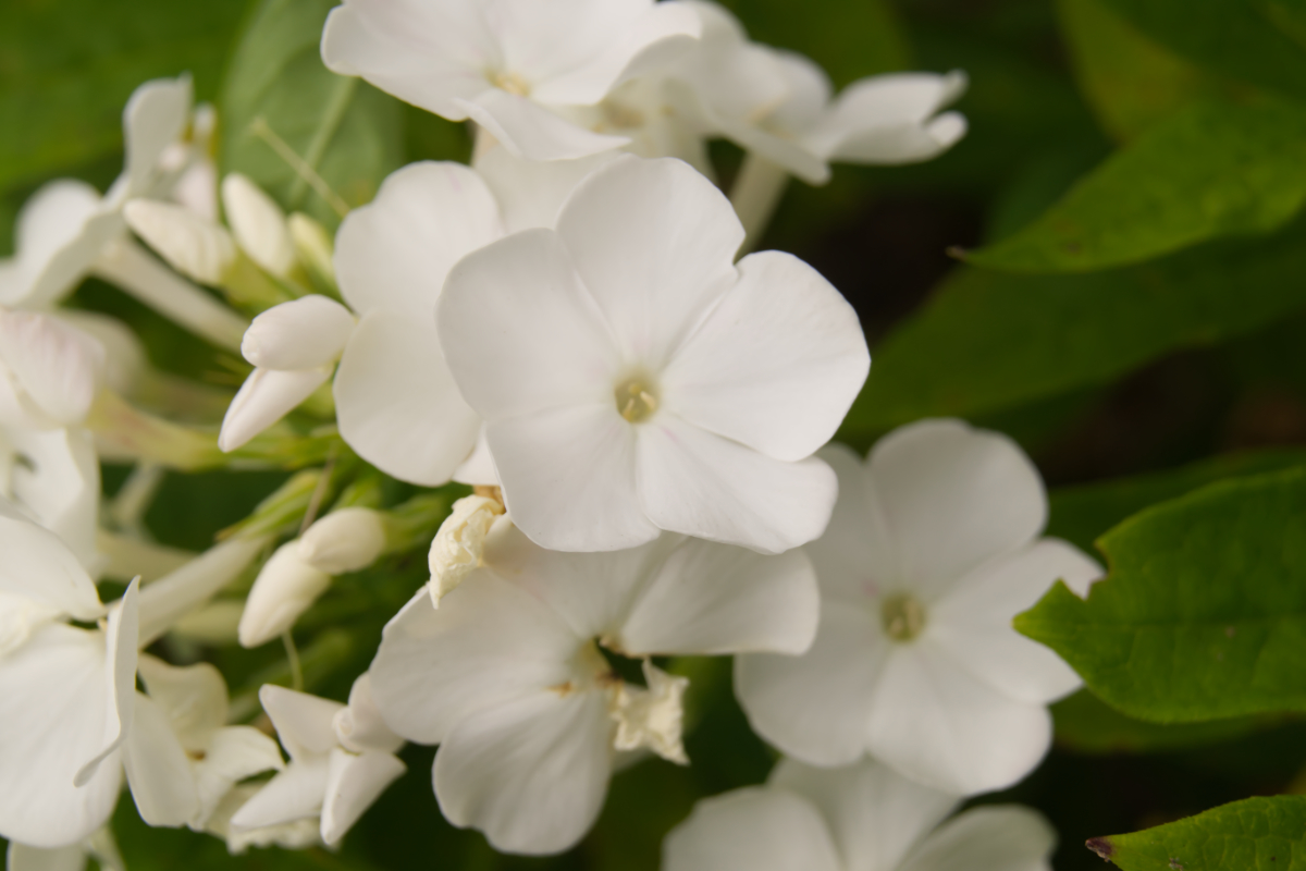 Phlox Paniculata-Hybr. 'Waupee' (ehemals amplifolia)