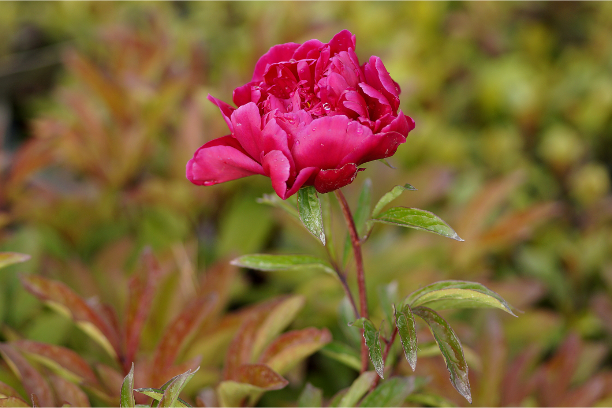 Paeonia Lactiflora-Hybr. 'Karl Rosenfield' - Edelpfingstrose
