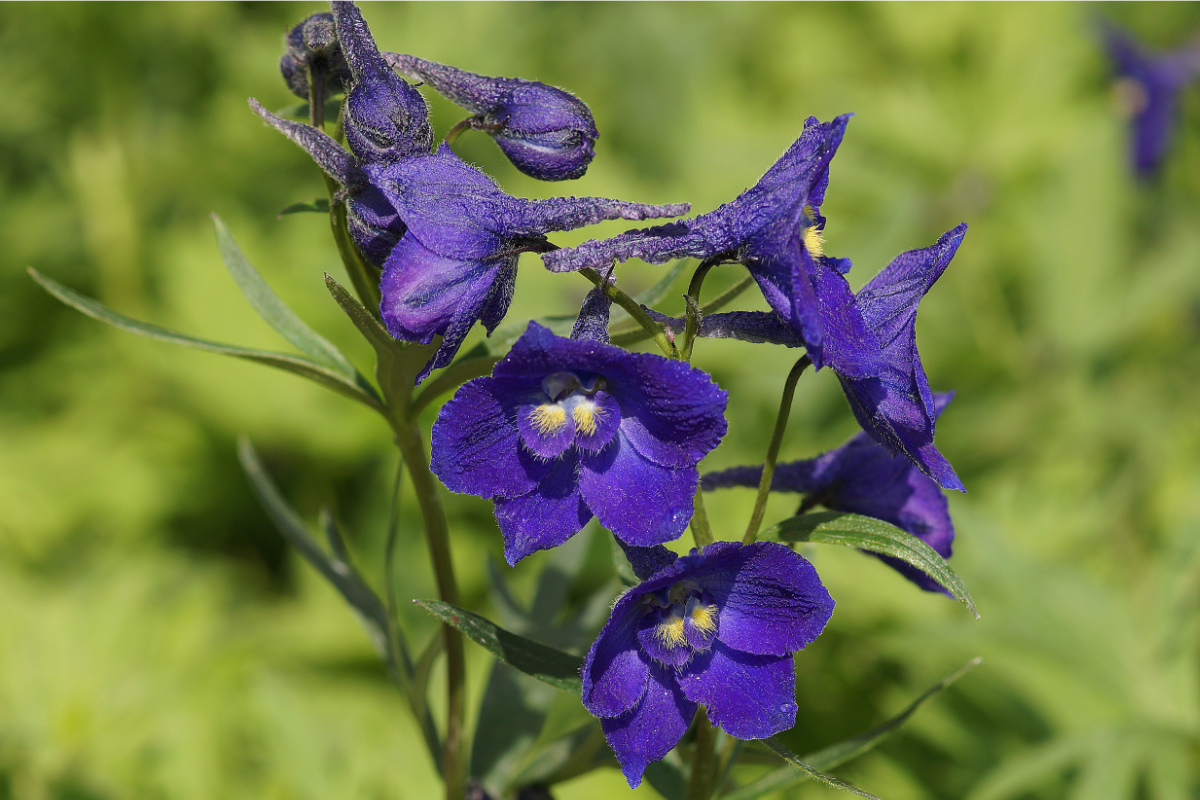 Delphinium Belladonna-Hybr. 'Atlantis' - Rittersporn