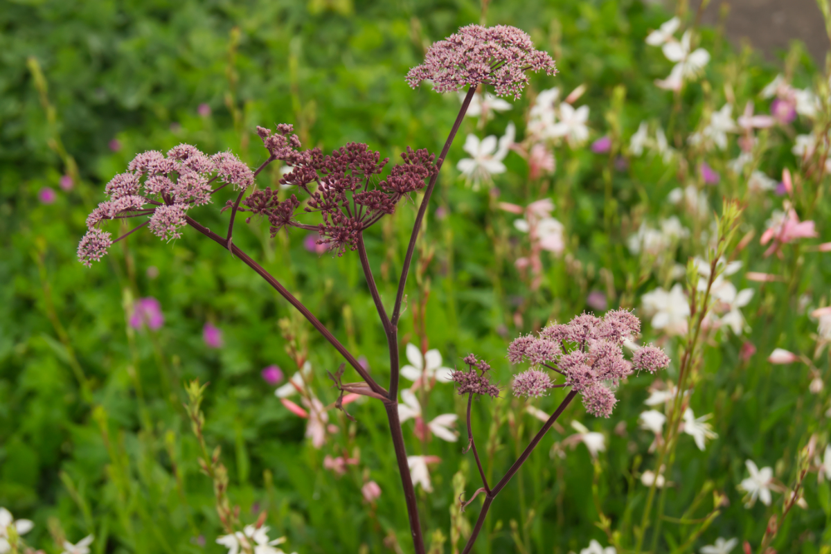 Angelica sylvestris 'Vicar's Mead' - Purpur-Engelwurz