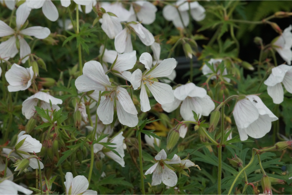 Geranium clarkei 'Kashmir White' - Storchschnabel