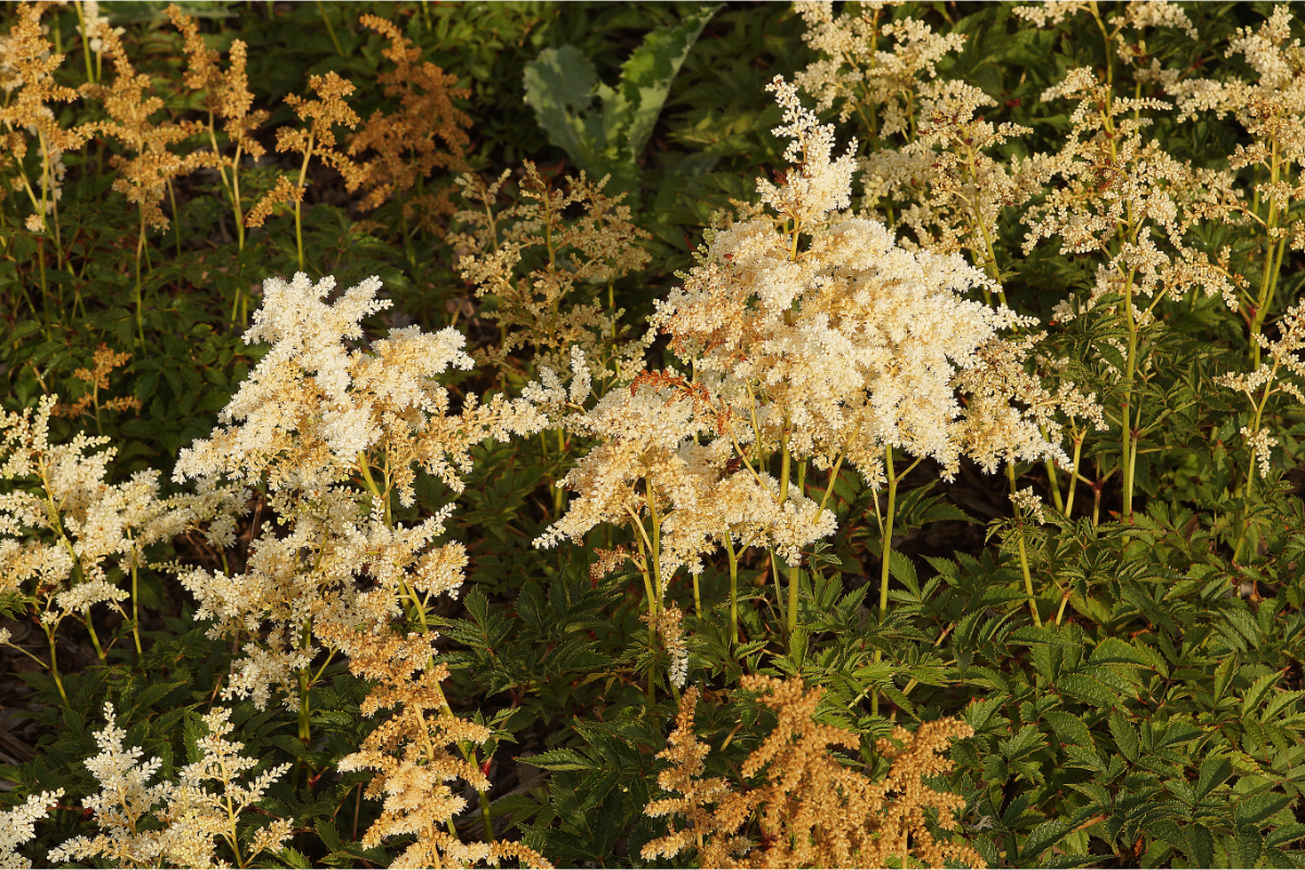 Astilbe Japonica-Hybr. 'Deutschland' - Prachtspiere