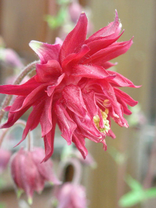 Aquilegia vulgaris plena 'Bordeaux Barlow'