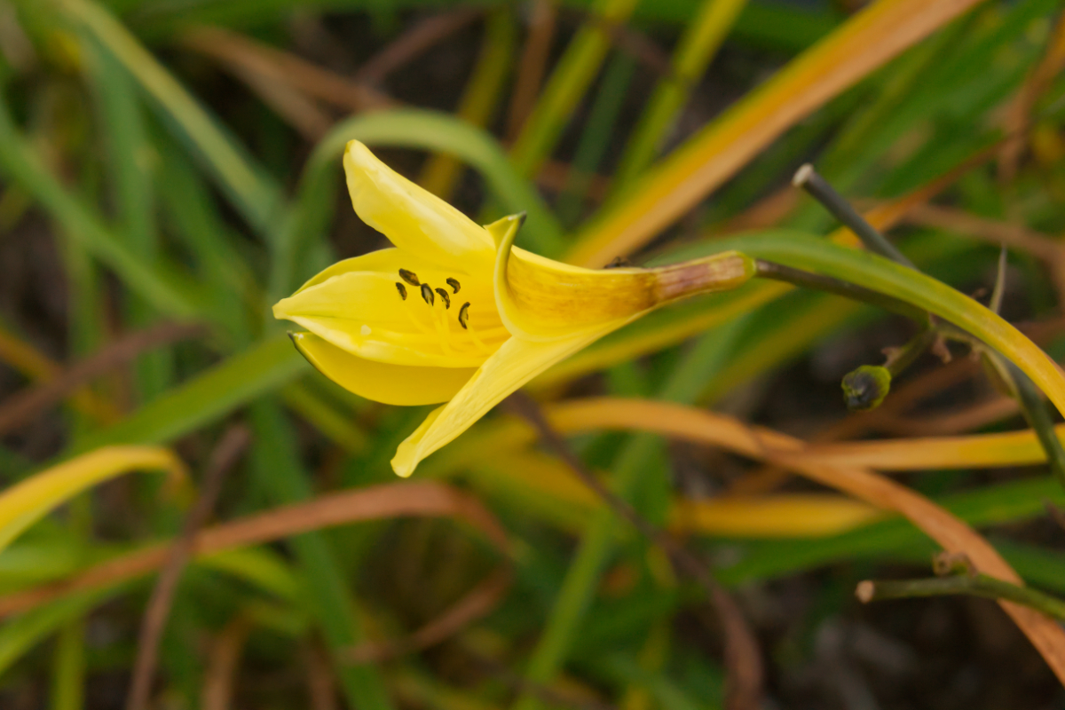 Hemerocallis minor - Taglilie