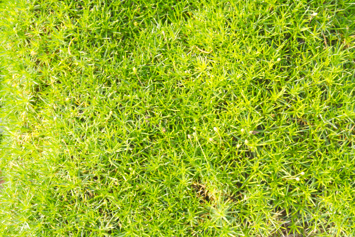 Sagina subulata veg.