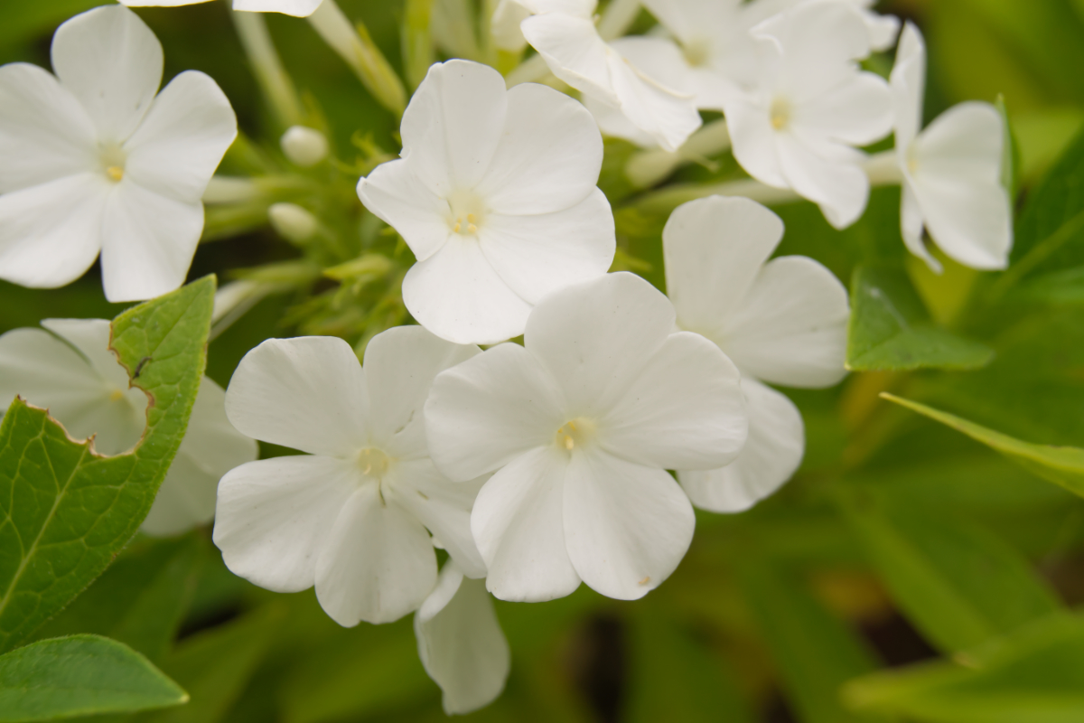 Phlox Paniculata-Hybr. 'Weiße Wolke' (ehemals amplifolia)