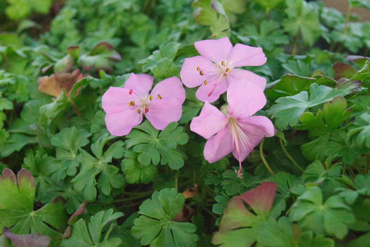 Geranium dalmaticum