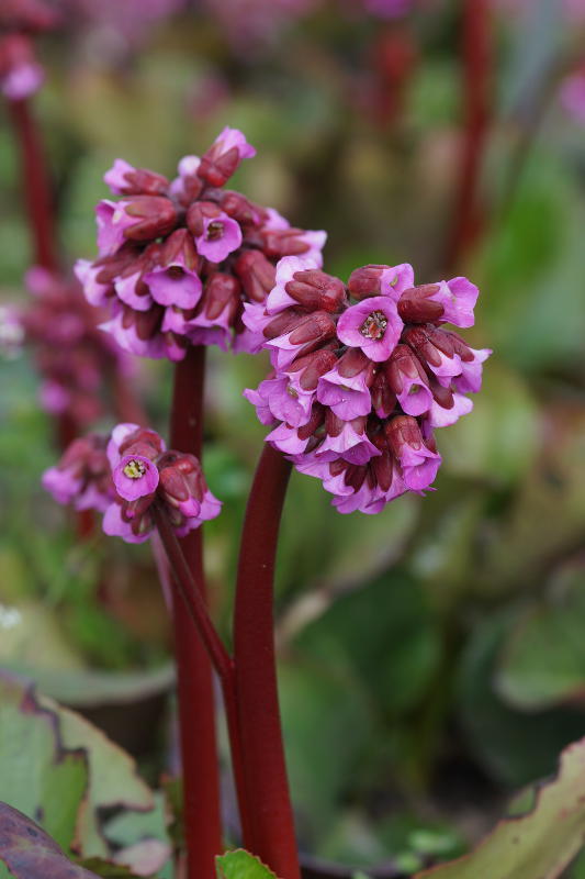 Bergenia Hybride 'Admiral'