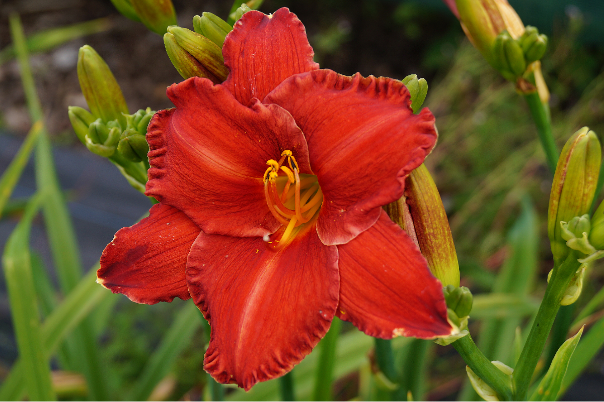 Hemerocallis Hybride 'Chicago Apache'