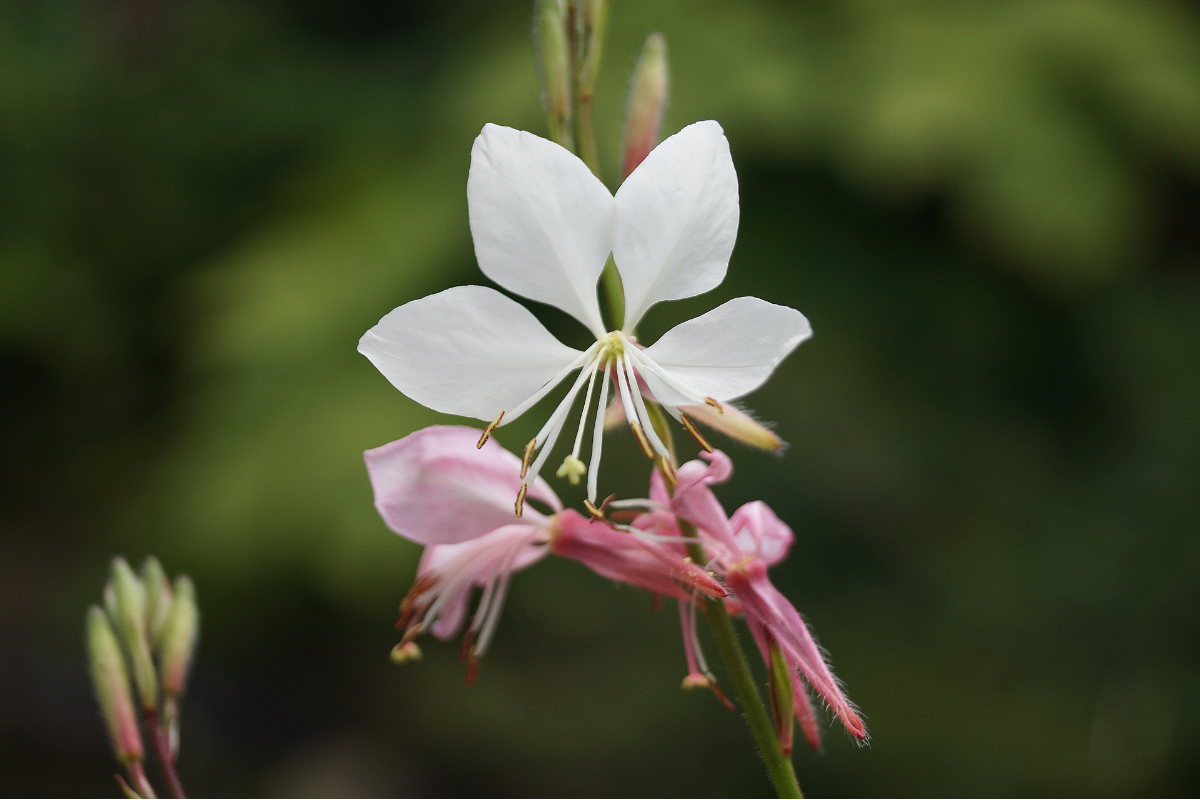 Gaura lindheimeri