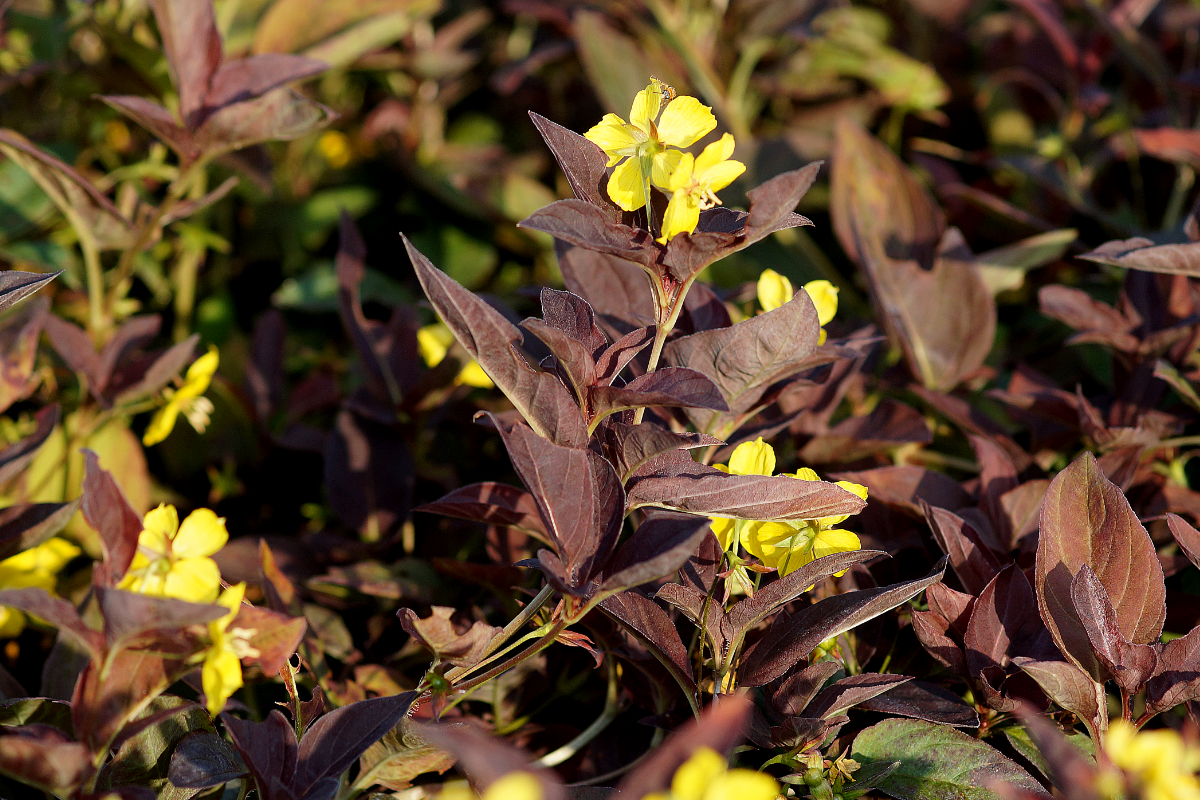 Lysimachia cilliata 'Firecracker'