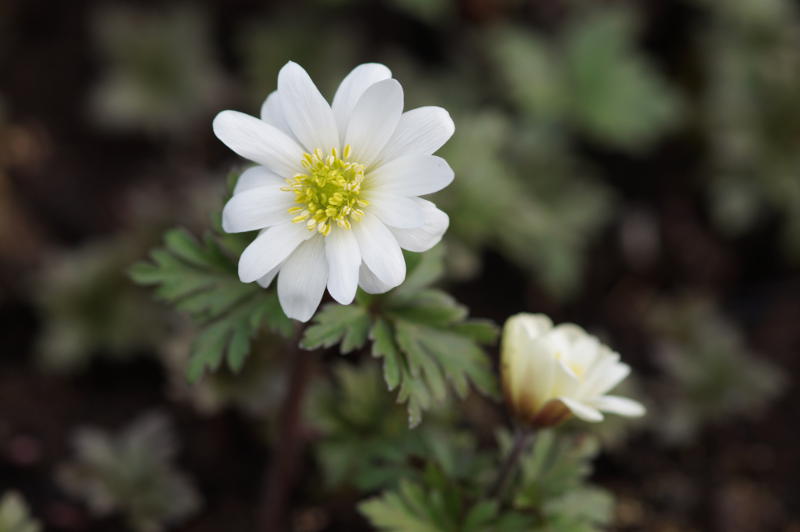 Anemone blanda 'White Splendour'
