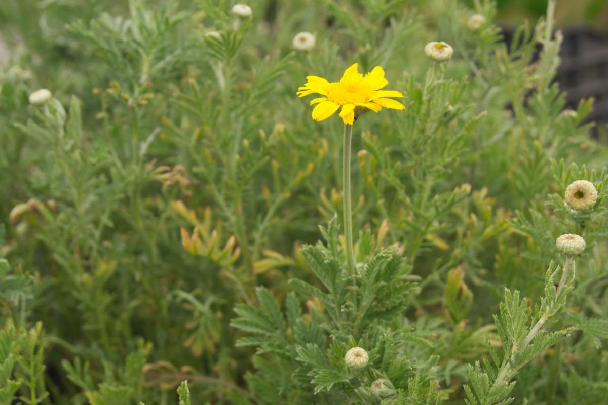 Anthemis Tinctoria-Hybr. 'Kelwayi'