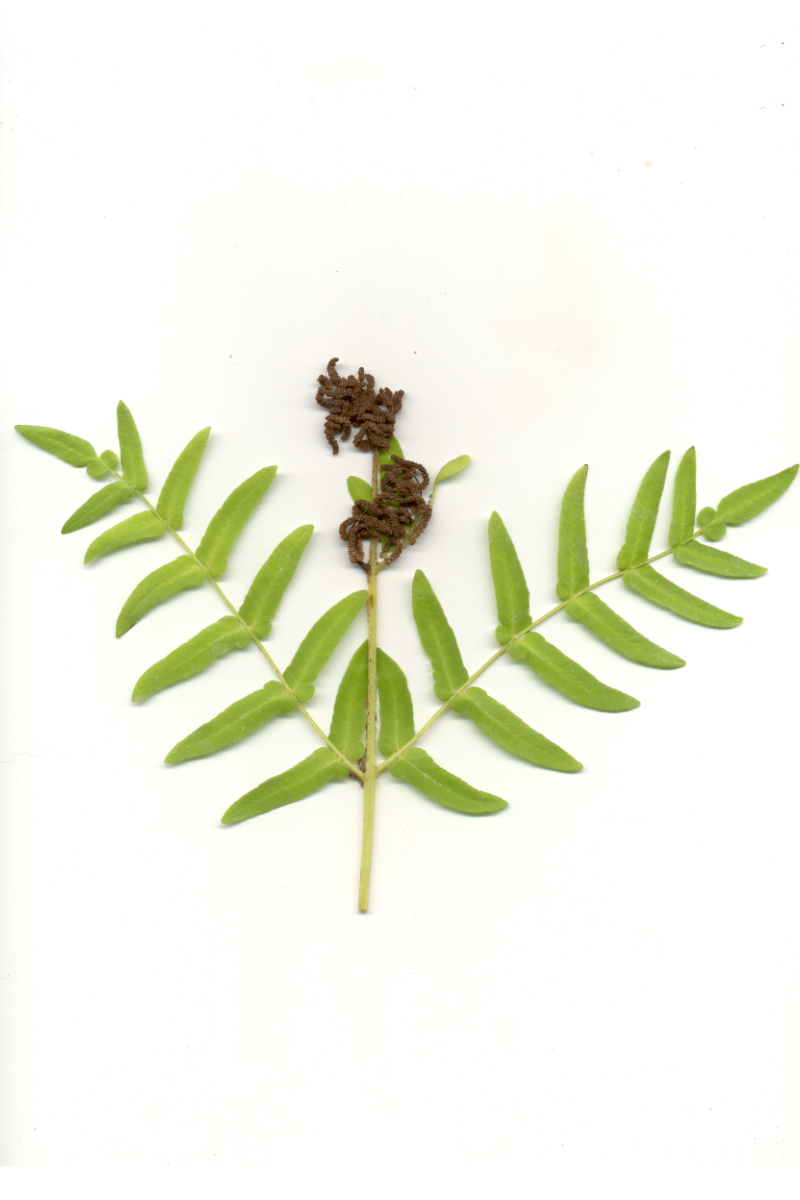 Osmunda regalis gen.
