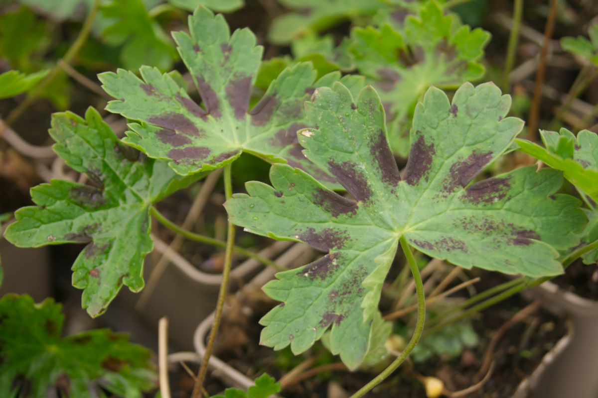Geranium phaeum 'Samobor'