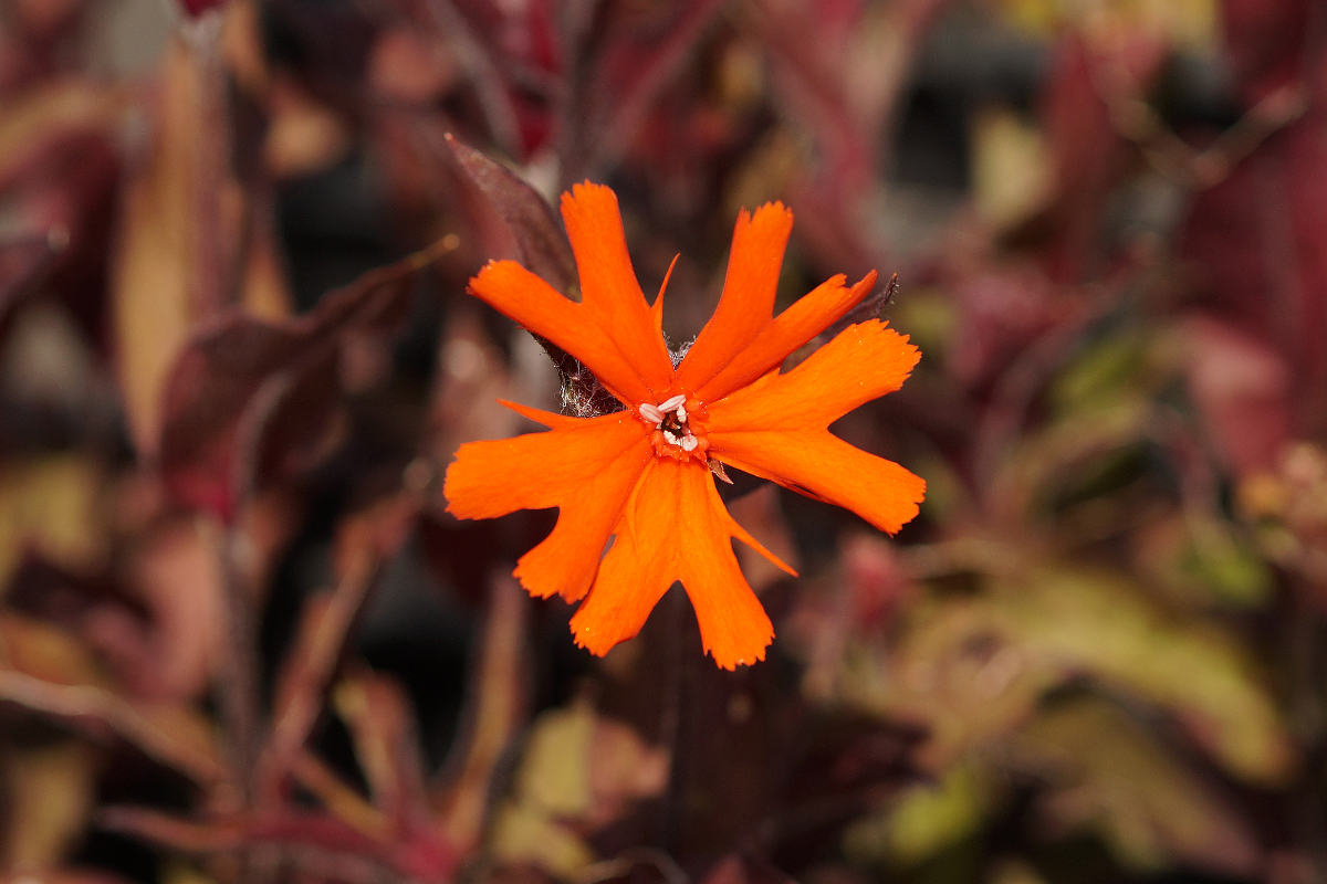 Lychnis x arkwrightii 'Vesuvius' - Alpenpechnelke