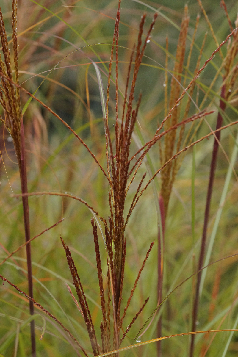 Miscanthus sinensis 'Gracillimus'