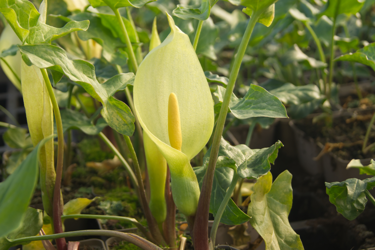 Arum italicum - Geaderter Aronstab