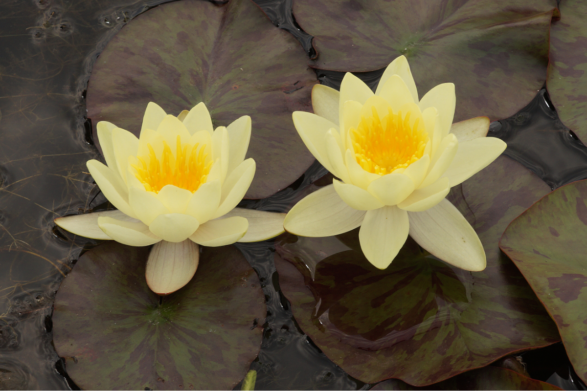 Nymphaea Hybride 'Marliacea Chromatella' - Seerose