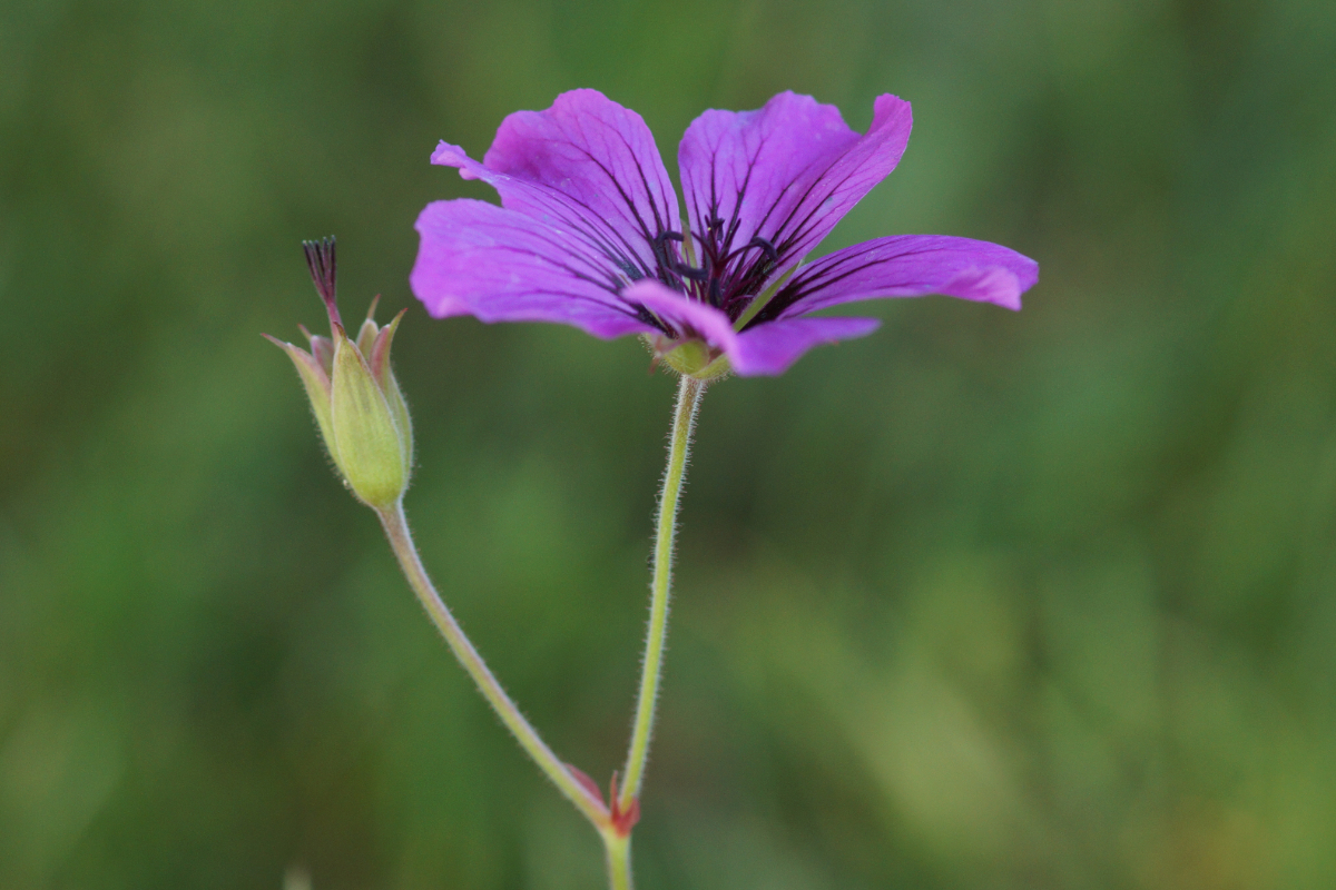 Geranium psilostemon 'Patricia'