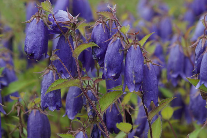 Campanula Hybride 'Sarastro' (punctata x trachelium)