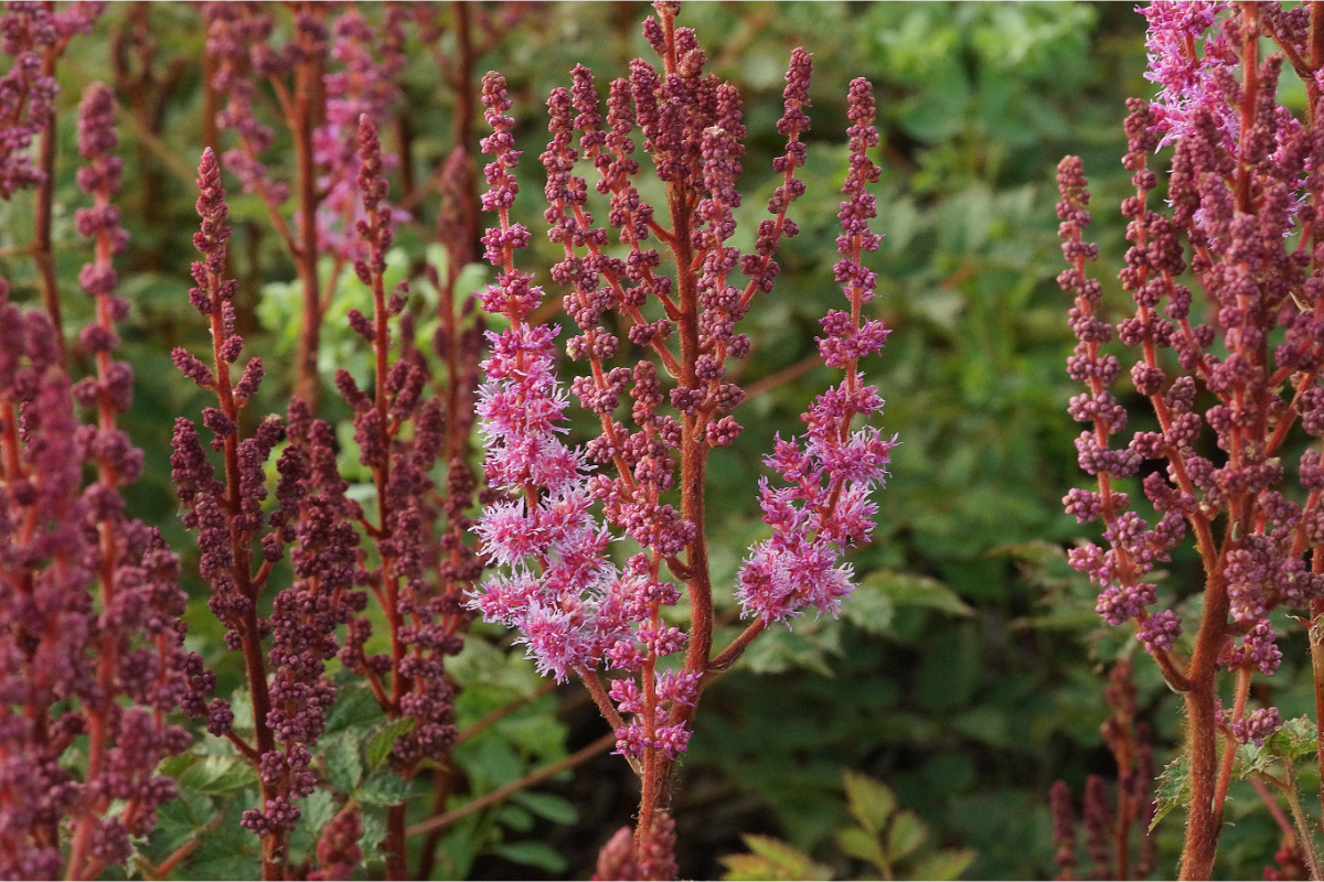 Astilbe chinensis var. taq. 'Purpurlanze'