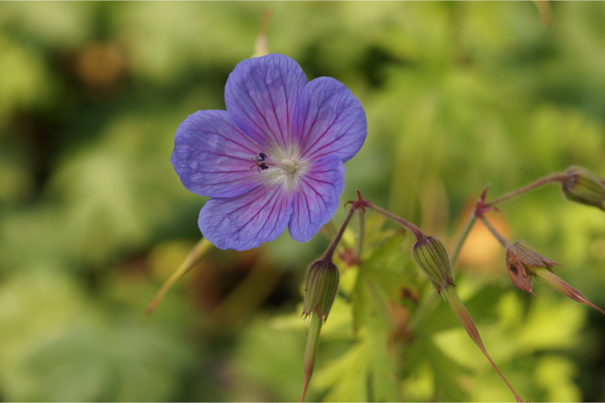 Geranium himalayense 'Gravetye'